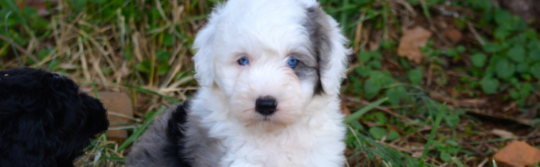 blue eyed sheepadoodle puppies for sale
