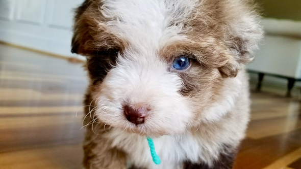 toy bernedoodle puppies for sale near me