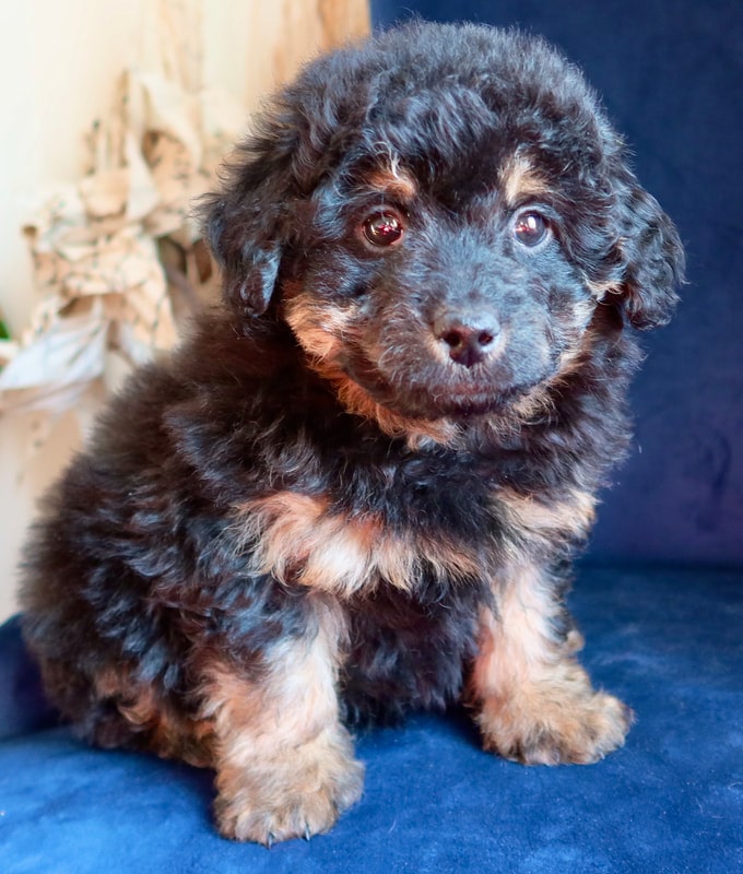 micro mini bernedoodle puppies for sale