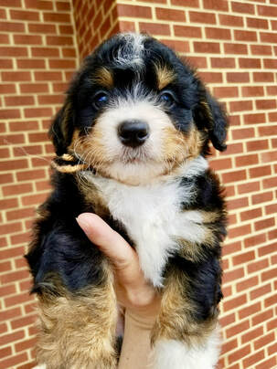 toy or micro bernedoodle