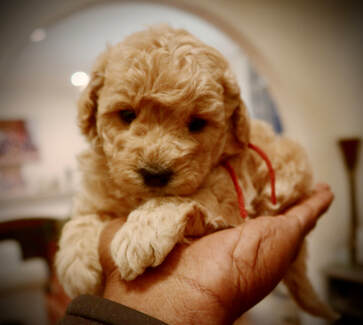 micro bernedoodle available now