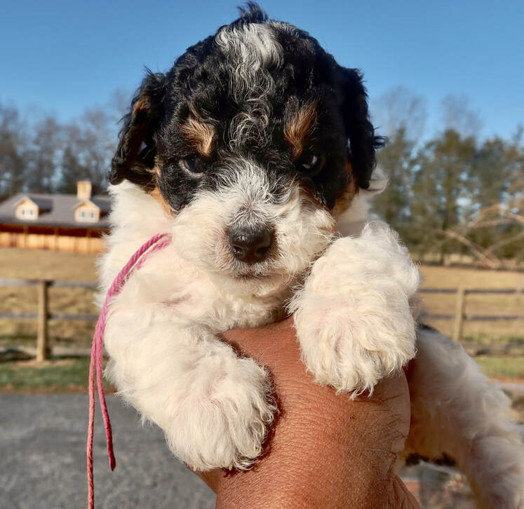  micro bernedoodle for sale near me