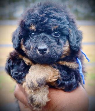 micro bernedoodle puppies for sale near me