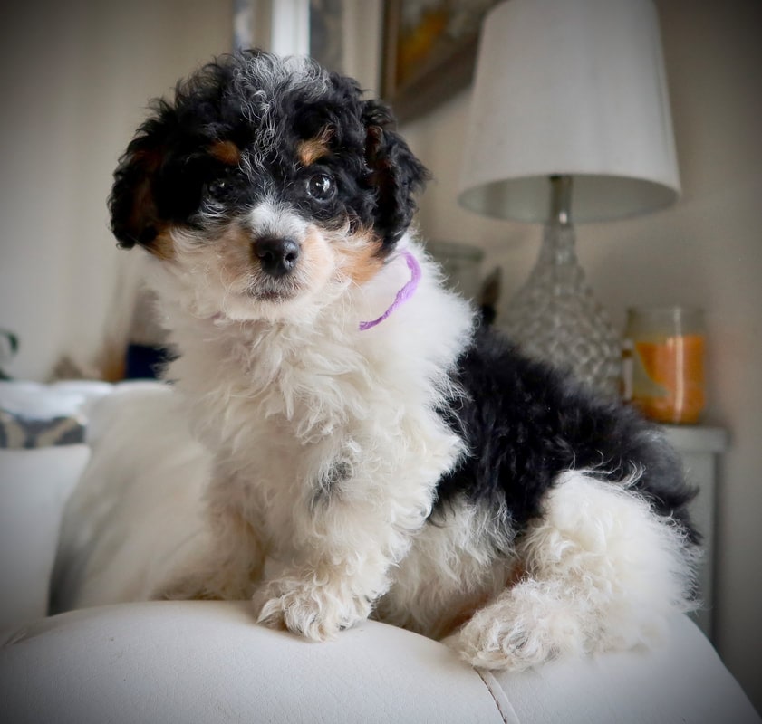  micro bernedoodles for sale