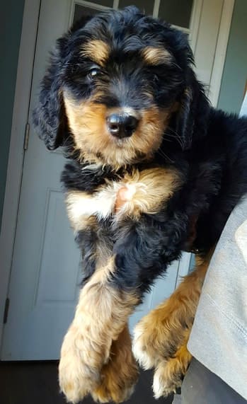 my bernedoodle puppy has straight hair