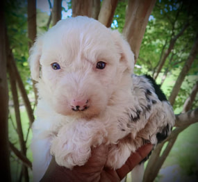 mini sheepadoodle puppies for sale