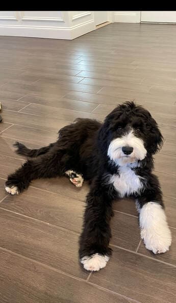 standard bernedoodle growth chart