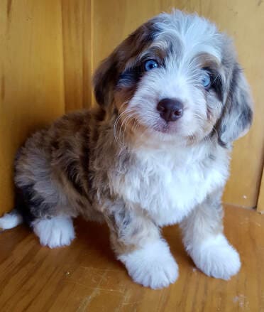 what do black bernedoodle puppies look like as an adult