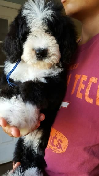 what is the temperament of a bernedoodle dog